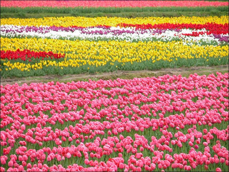 tulips018.jpg
